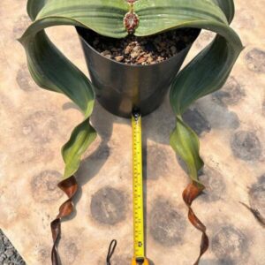 Welwitschia mirabilis