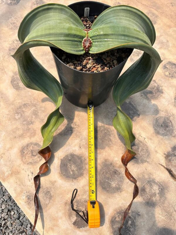 Welwitschia mirabilis